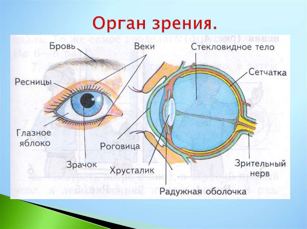 Строение глаза человека презентация