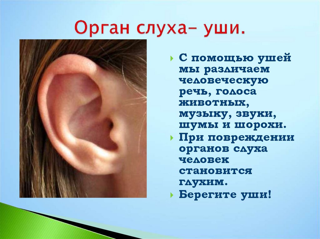 Значение слуха кратко. Орган слуха. Уши орган слуха.