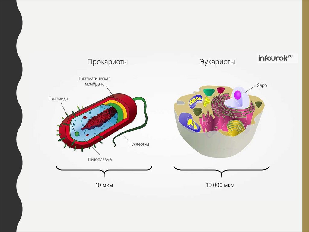 Постоянные компоненты эукариот