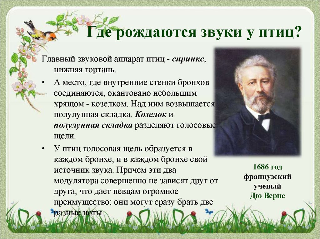 Где рождаются звуки у птиц?