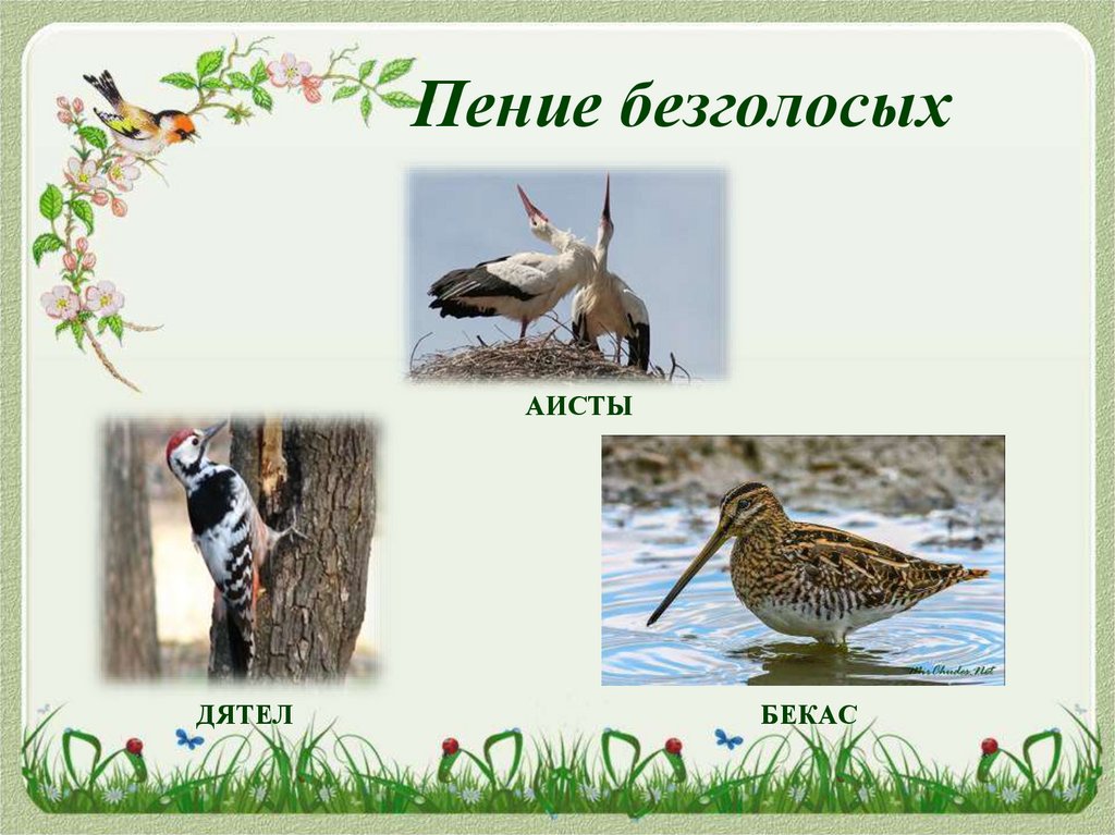 Пение безголосых