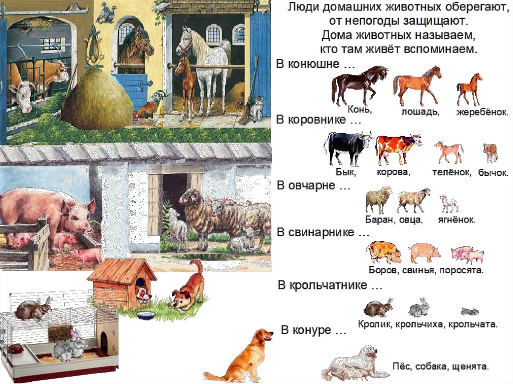 План описания домашнего животного 2 класс