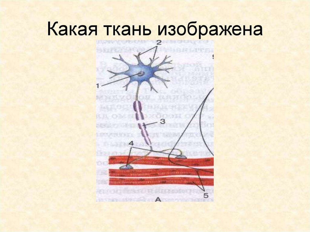 Какая ткань изображена