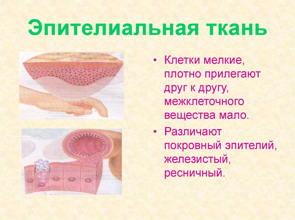 Эпителиальная ткань