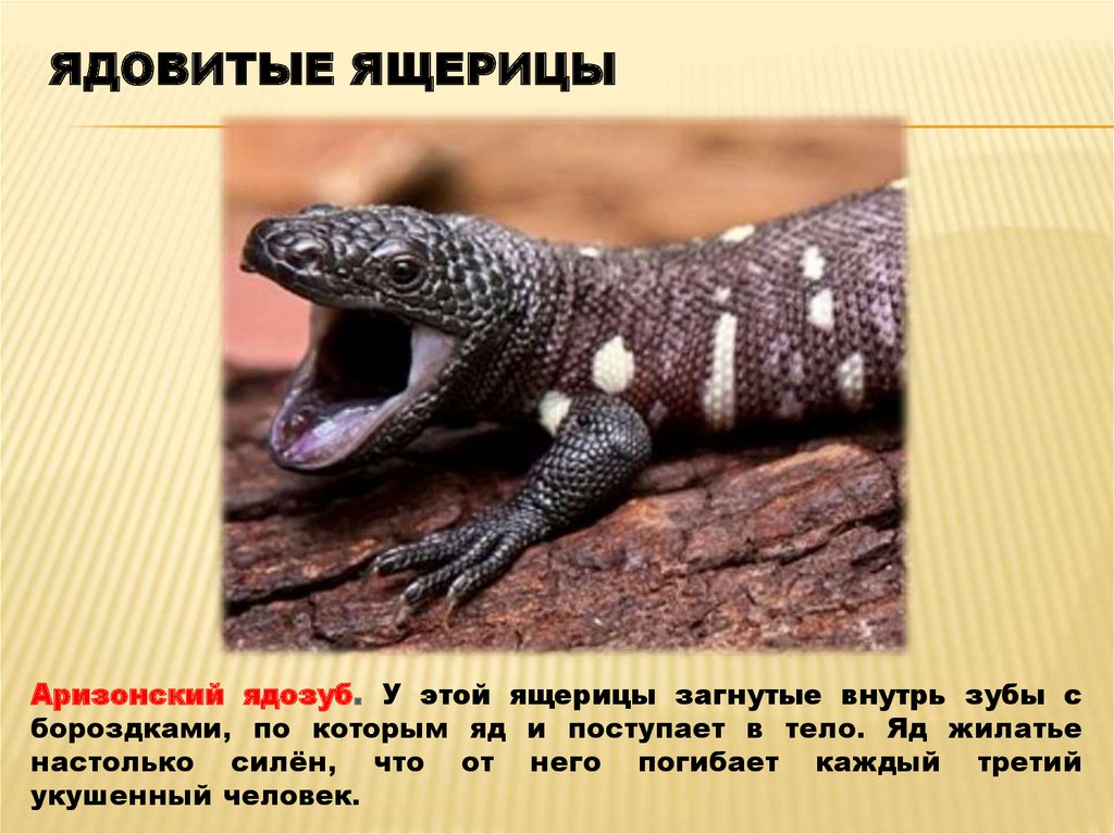 Ядовитые ящерицы фото и названия в россии