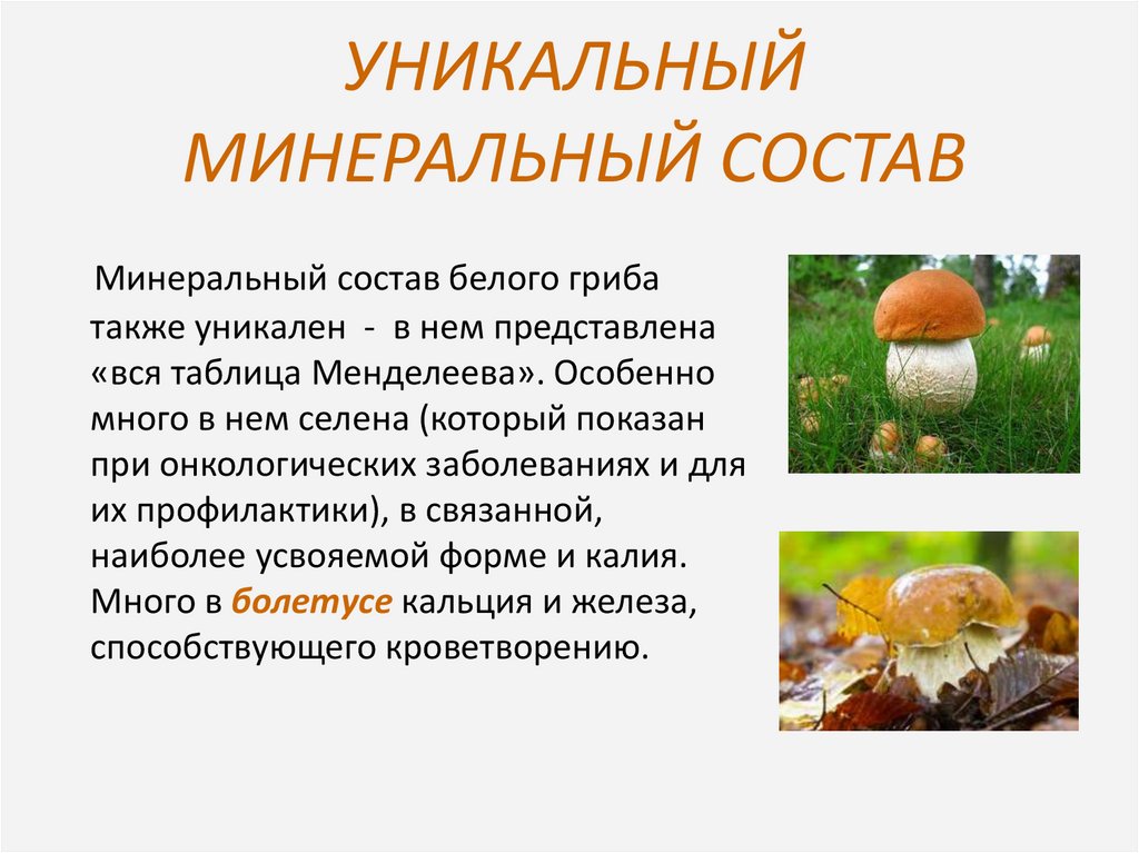 Из чего состоит белый гриб