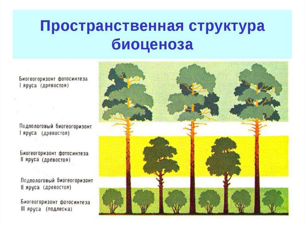 Структура сообщества презентация 11 класс