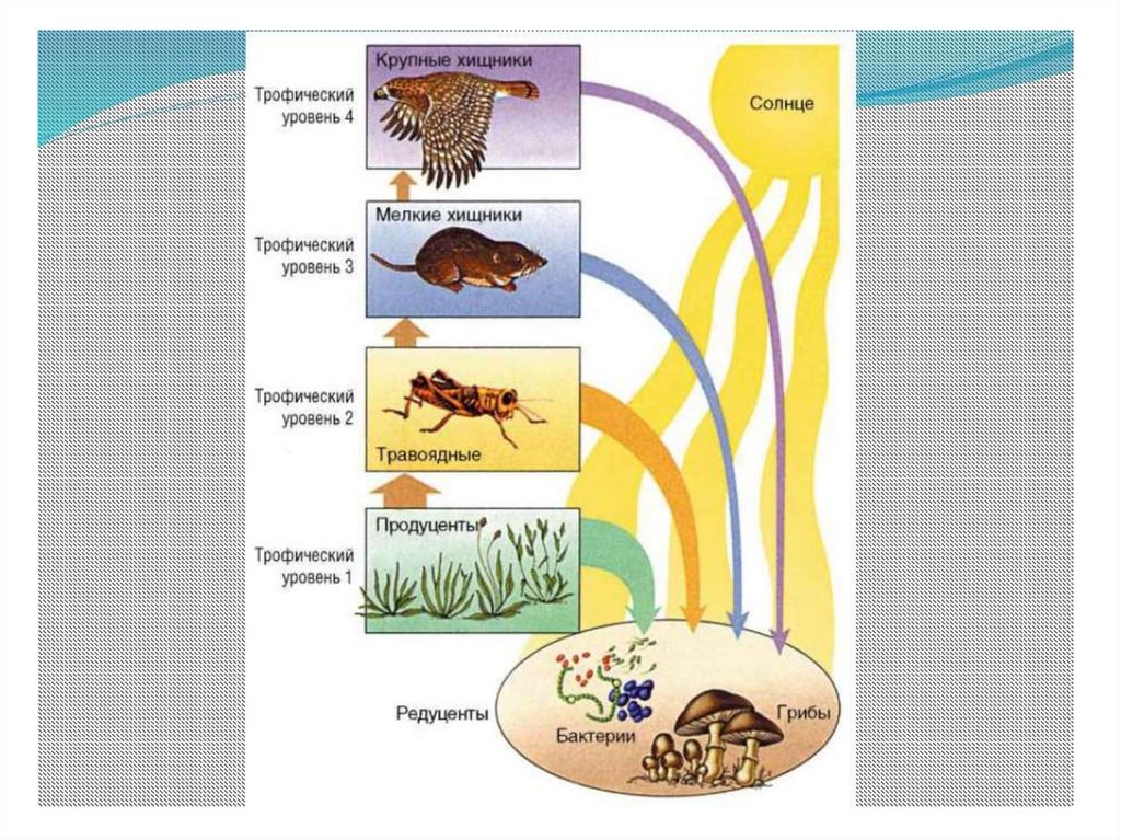 Бактерии и грибы составляют в экосистеме группу