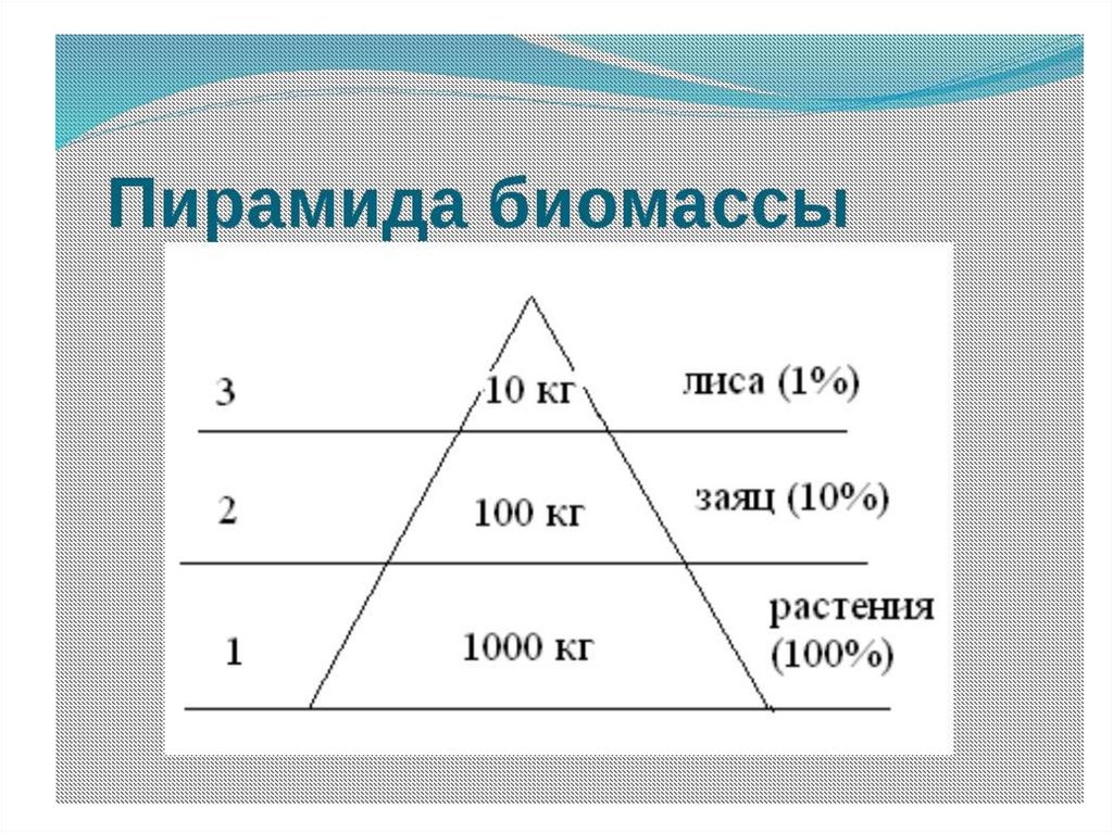 Экологическая пирамида перевернутая примеры