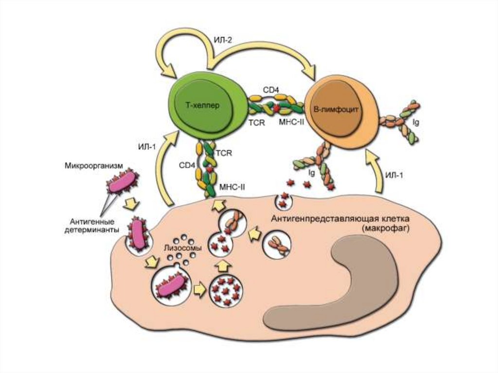 Астро хелпер. Цитокины т хелперов 1 типа. Т хелперы строение. Функции т хелперов иммунология. Т хелперы схема.