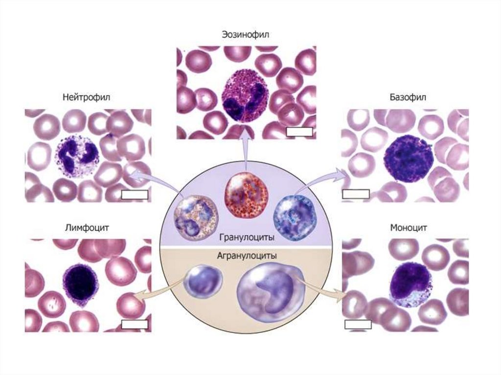 Виды лейкоцитов картинки