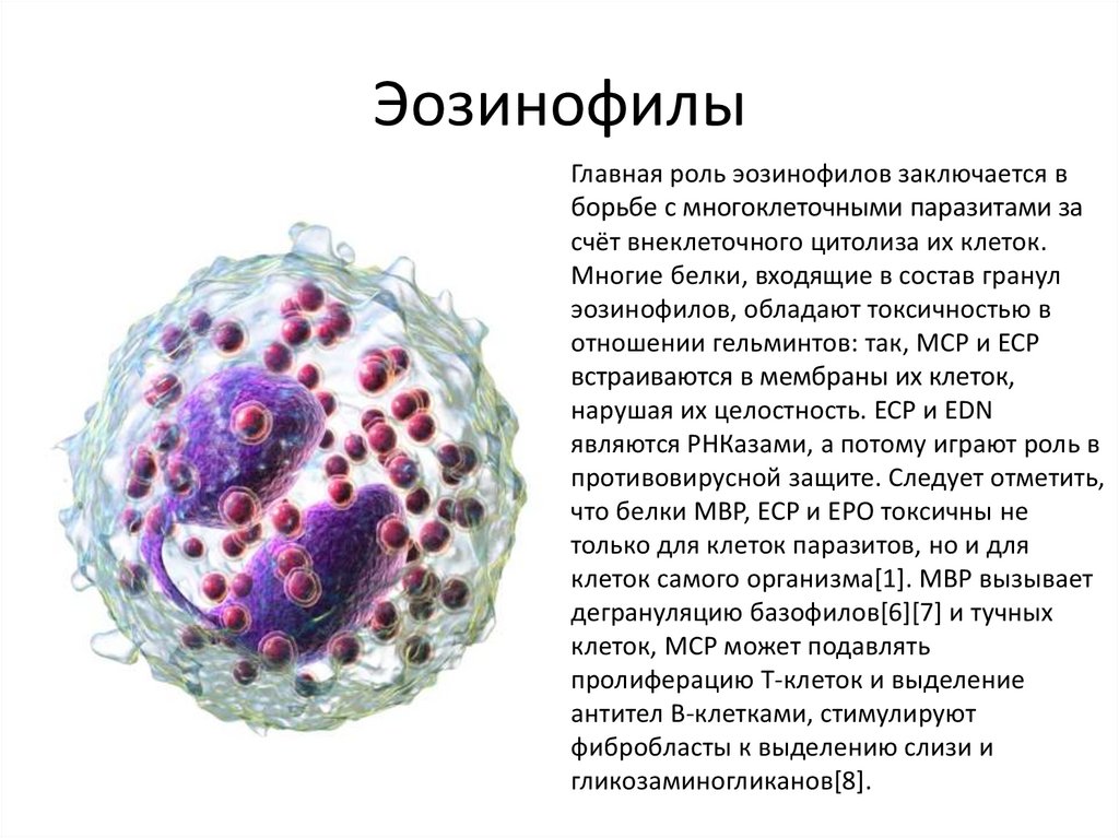 Эозинофилы в слизистой. Лейкоциты. Виды лейкоцитов. Рецепторы эозинофилов. Лейкоциты значок.