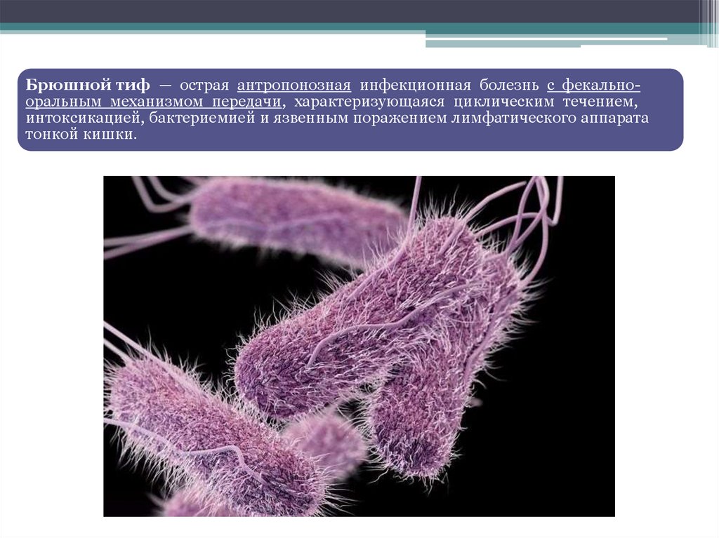 Брюшные болезни. Тиф бактерия возбудитель. Бактерии вызывающие тиф. Возбудители брюшного тифа вызывают заболевание.