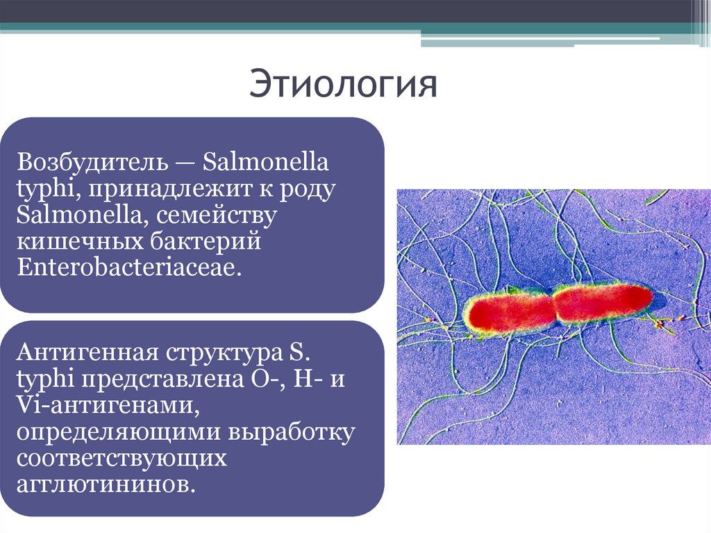 Брюшной тиф микробиология презентация