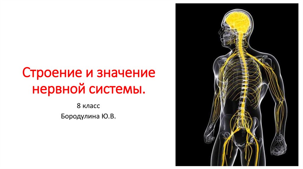 Значение нервной системы. Строение и значение нервной системы 8 класс. Вопросы строение и значение нервной системы. Строение и значение нервной системы 8 класс книга рисунок.