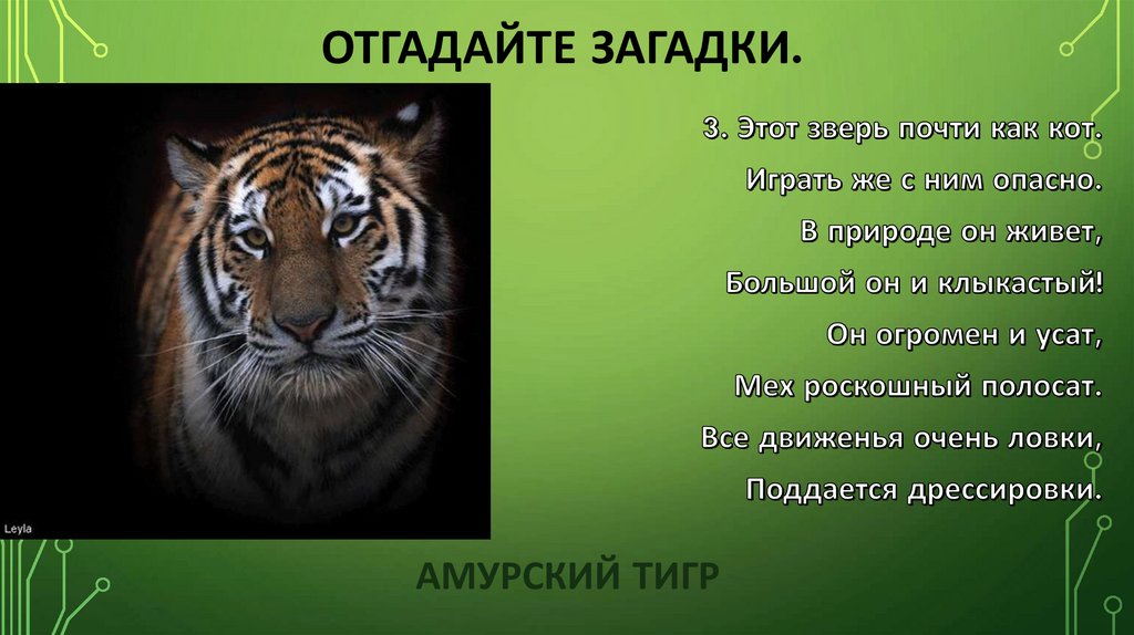 Отгадайте загадки.