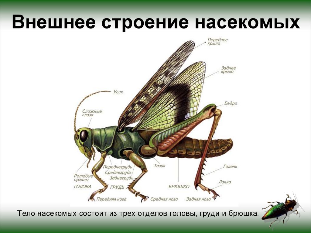 Лабораторная внешнее строение насекомых 7 класс. Внешнее строение насекомых. Внешнее строение комара. Строение насекомых 7 класс биология. Строение насекомых ЕГЭ.