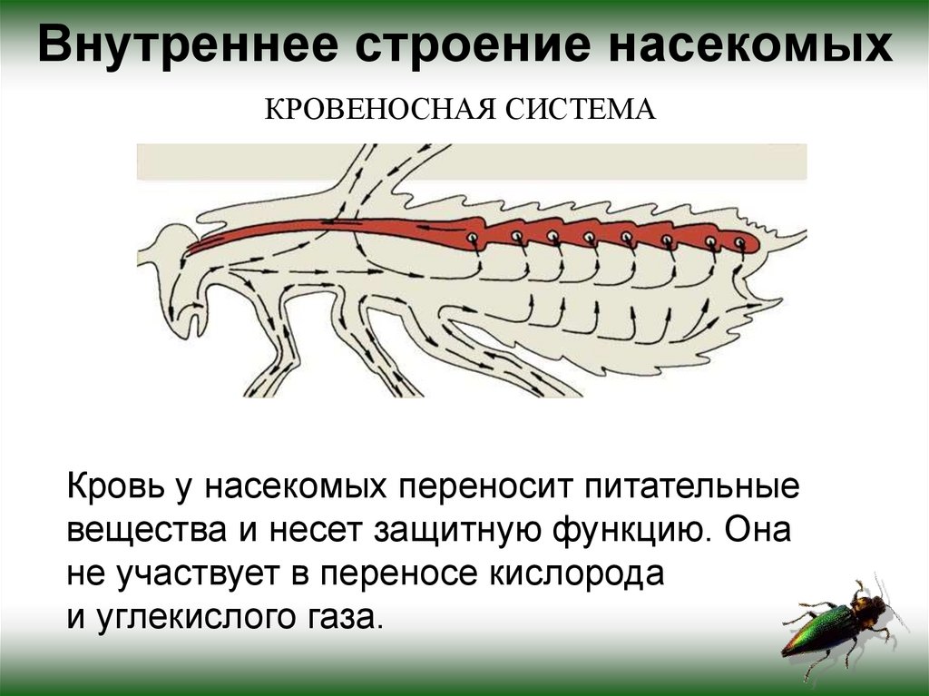 Лабораторная внешнее строение насекомых 7 класс