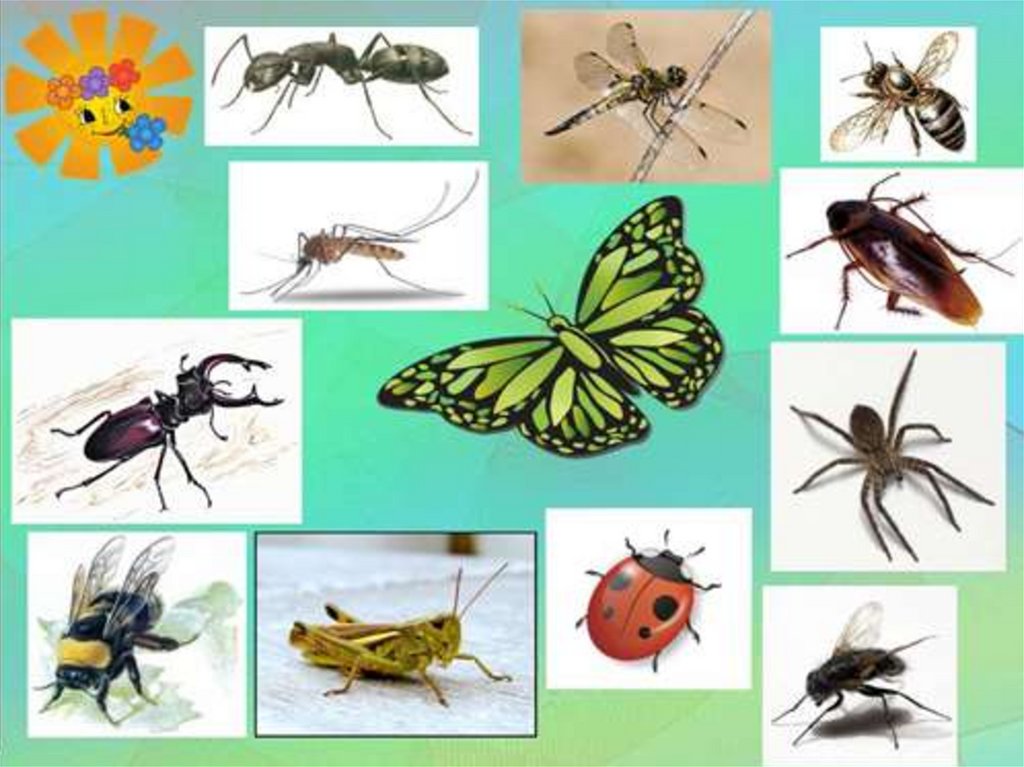 Конспект занятия тема насекомые средняя группа