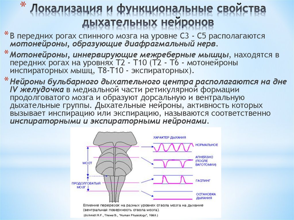 Дыхательный центр находится в продолговатом