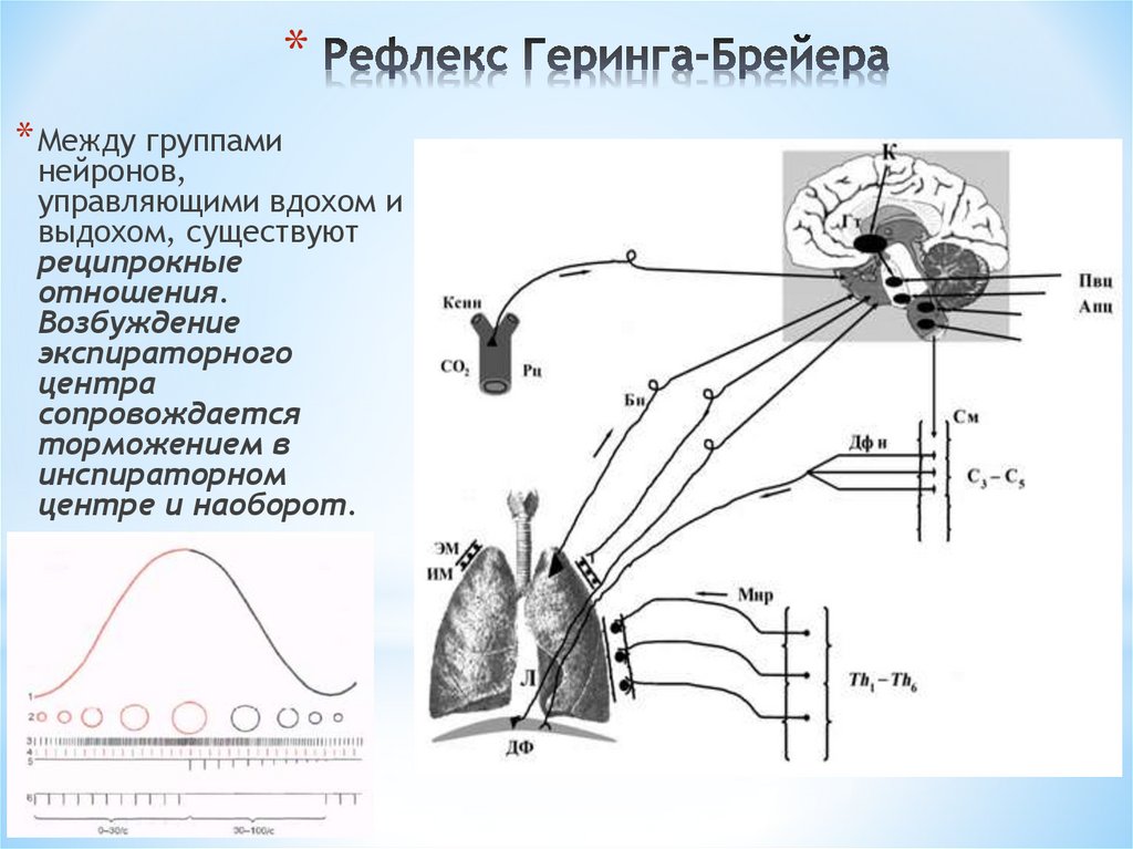 Рефлекс геринга брейера схема