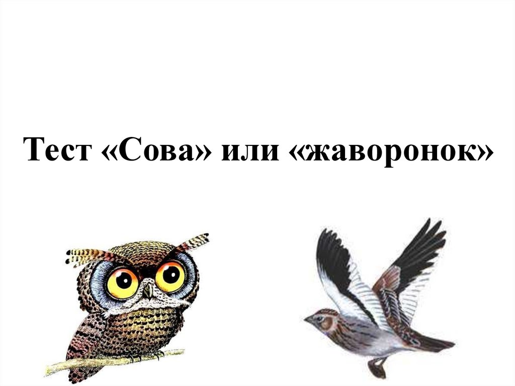 Сова или жаворонок. Сова и Жаворонок. Совы или Жаворонки. Тест с совами. Три типа людей Жаворонок Сова.