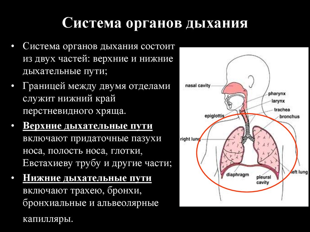 Физиология дыхания презентация