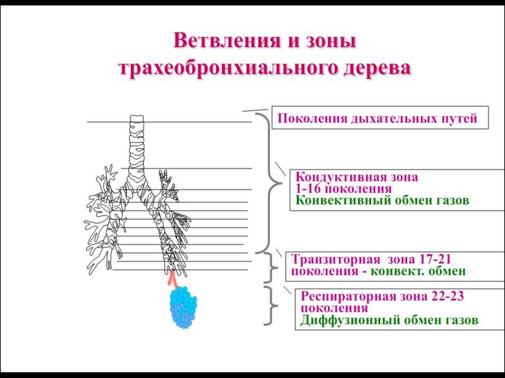 Физиология дыхания презентация