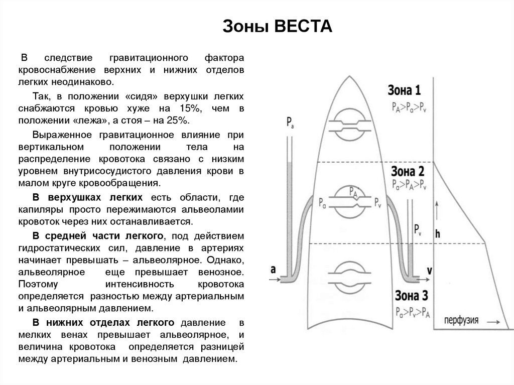 Проводящая зона легких согласно схеме вейбеля продолжается до образований