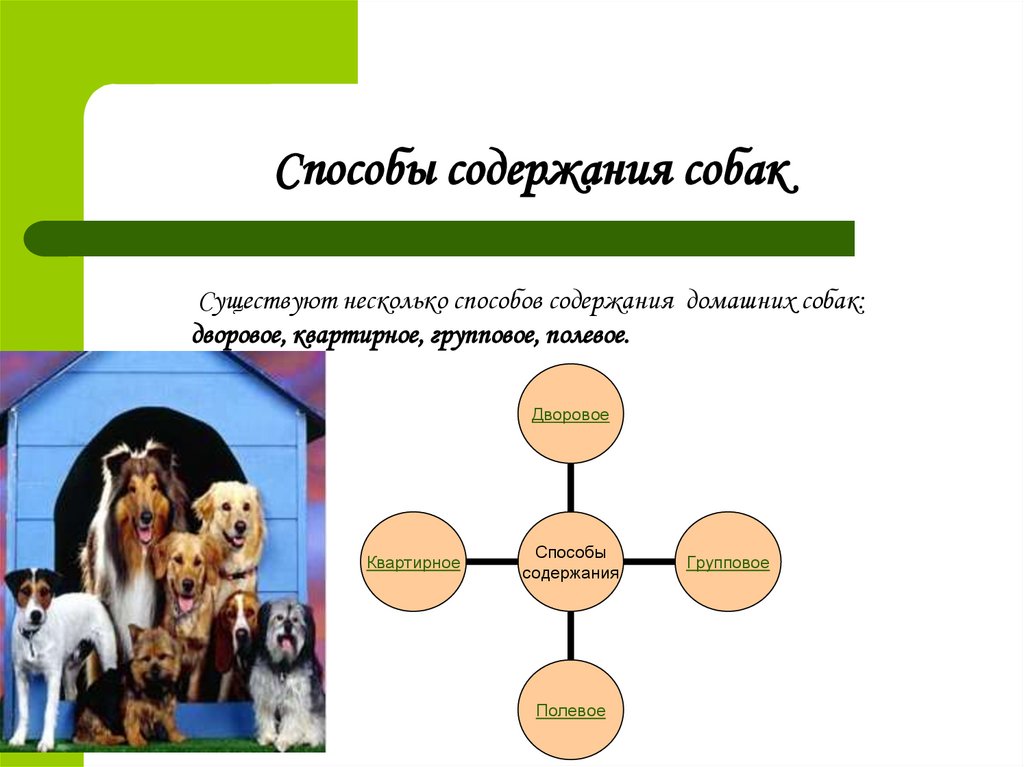 Содержание собаки кратко. Способы содержания собак. Методы содержания собак. Условия содержания собак. Способы размещения собак.