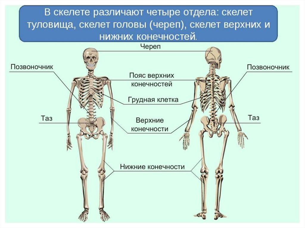 Презентация на тему скелет человека