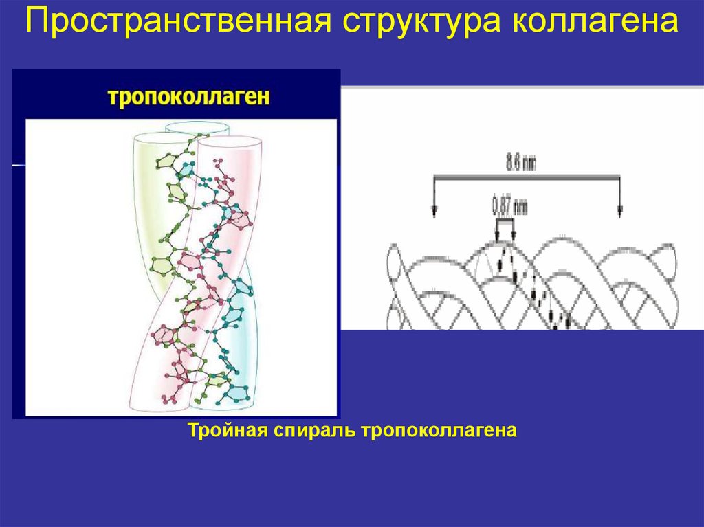 Состав коллагена