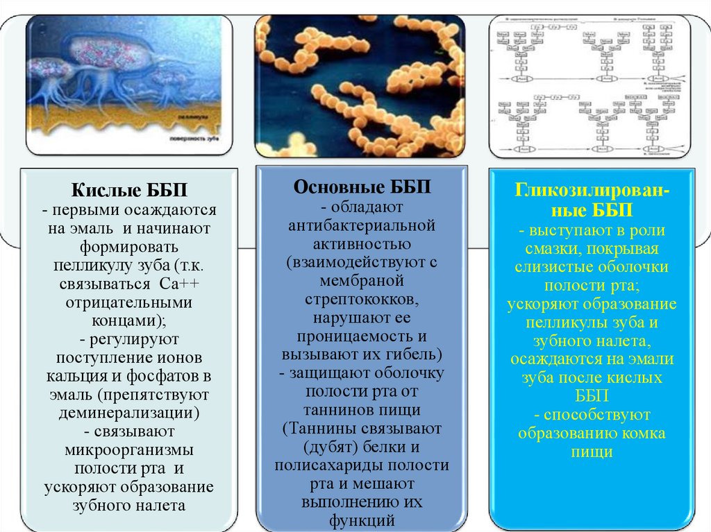 Сложные белки презентация