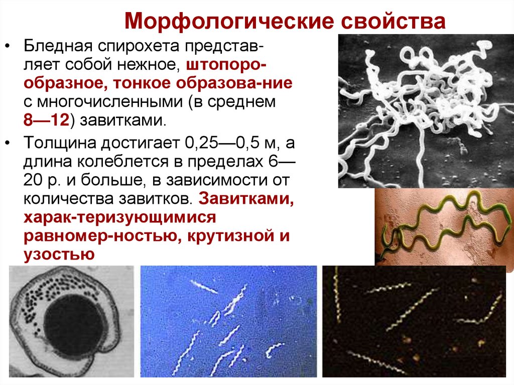 Морфологические свойства