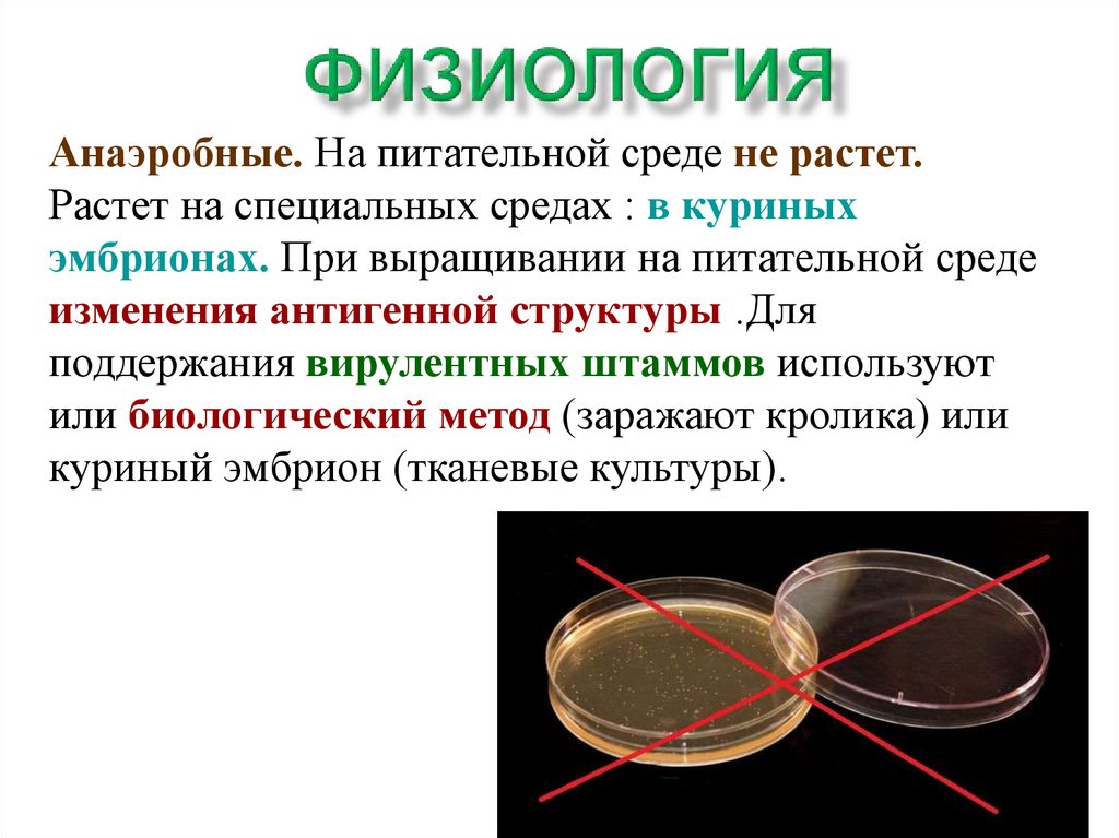 Специальные среды. Питательная среда куриный эмбрион. Эмбрионы в питательной среде. Анаэробные питательные среды. Спирохетозы физиология.