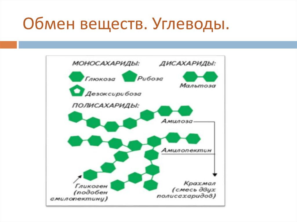 Значение обмена веществ. Обмен веществ презентация. Классификация обмена веществ. Углеводы соединения. Обмен веществ примеры.