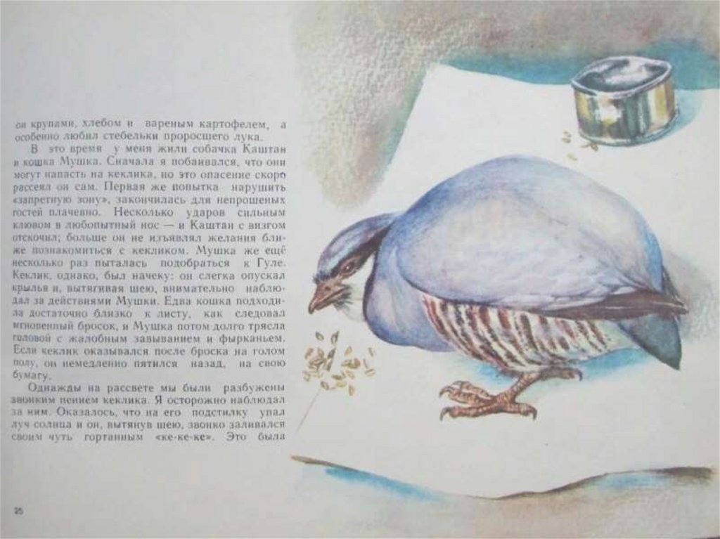 Яшка чарушикраска. Тихое утро сравнительная характеристика яшки и володи. Картинки обезьянки яшки. Какую рыбу поймал яшка из рассказа. Яшка короленко.