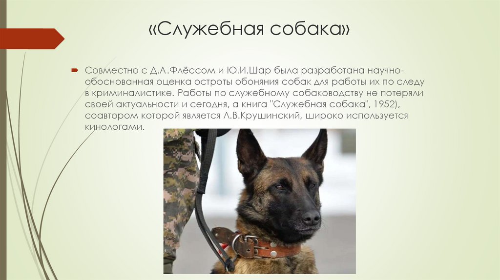 «Служебная собака»