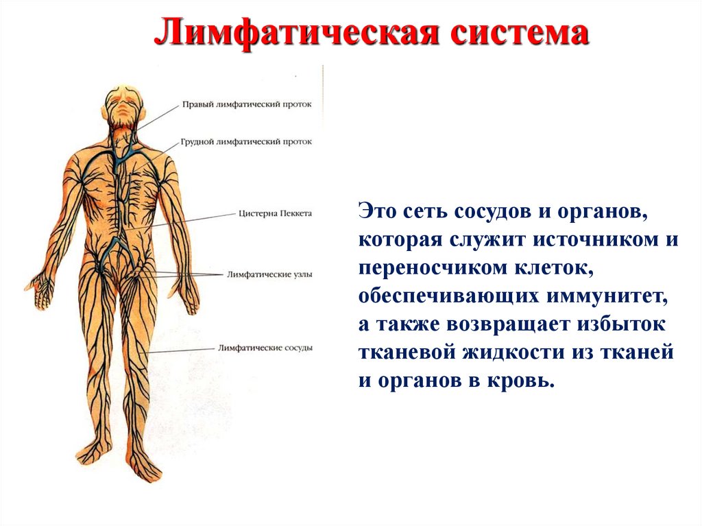 Ток лимфы в организме человека схема