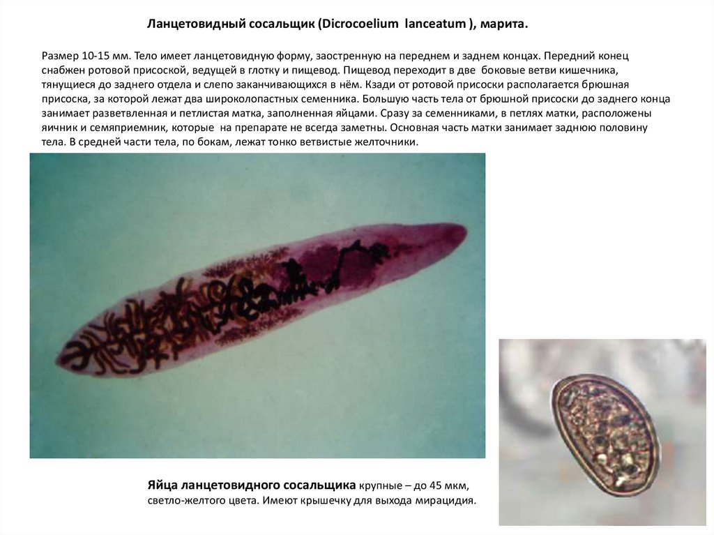 Описторхоз животных презентация