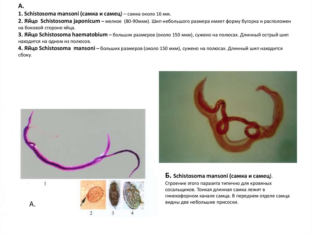 Schistosoma japonicum