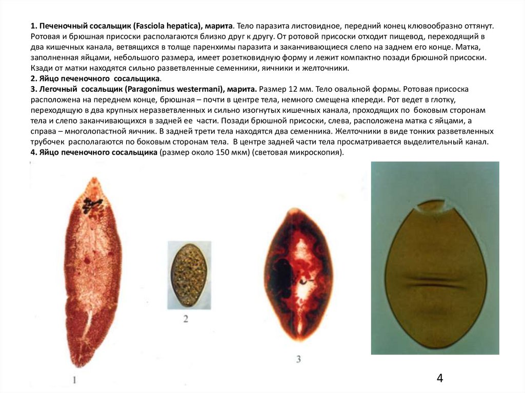 Цикл развития легочного сосальщика. Марита ланцетовидного сосальщика. Марита кошачьего сосальщика. Марита печеночного сосальщика. Редия печеночного сосальщика.
