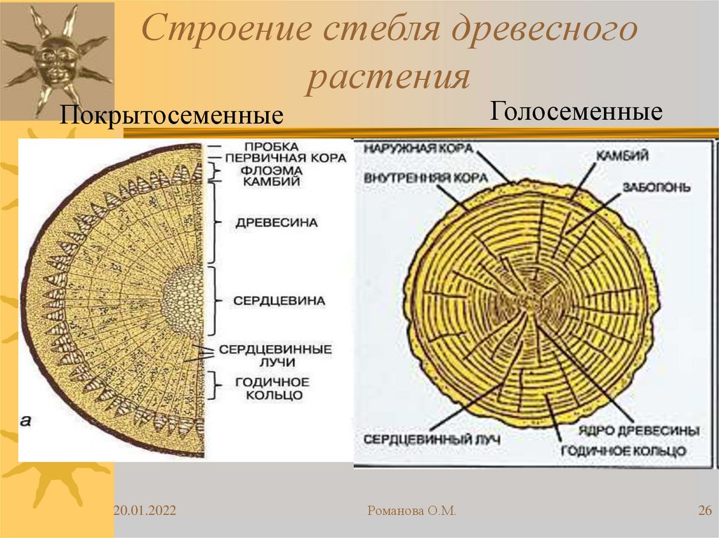 Схема строение стебля сосны