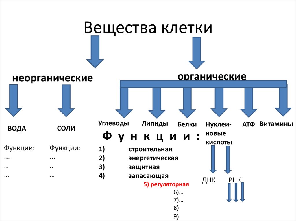 К органическим веществам клетки относятся