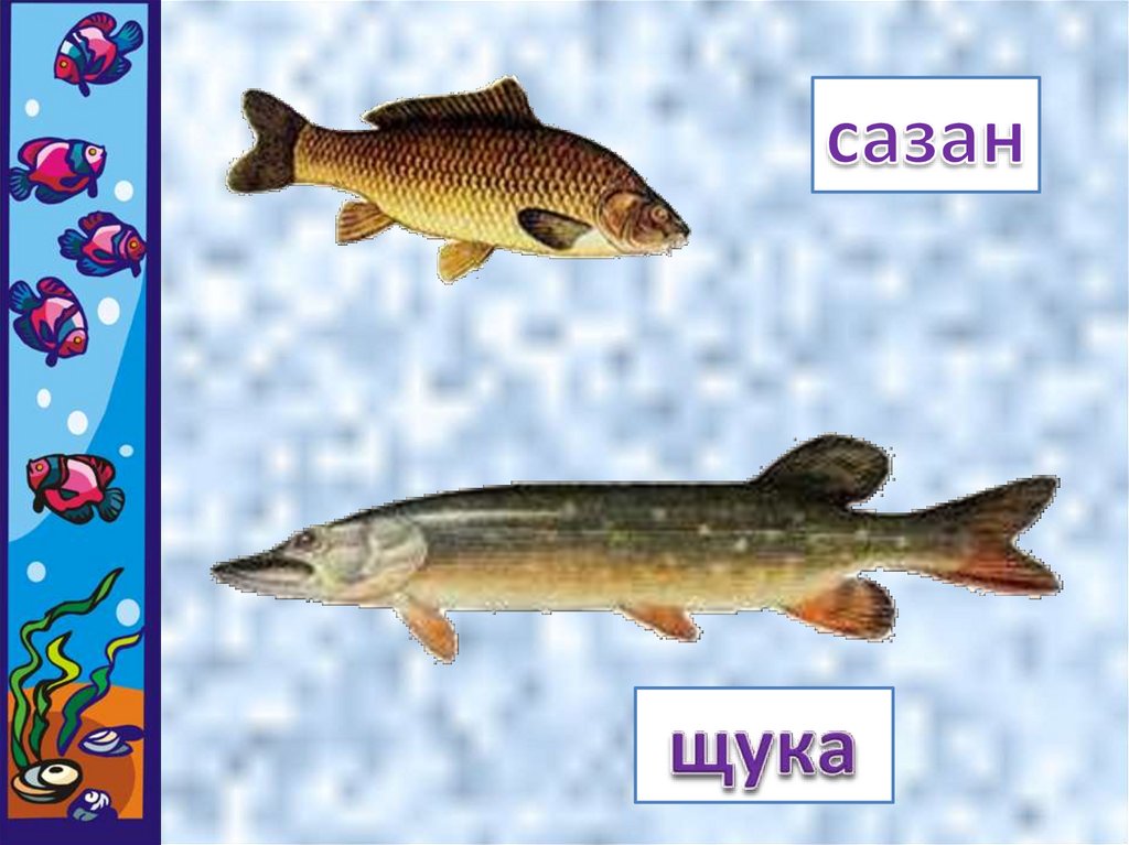 Кто такие рыбы окружающий. Рыбы 1 класс. Рыбы 1 класс школа России. Кто такие рыбы 1 класс. Окружающий мир 1 класс школа России рыбы.