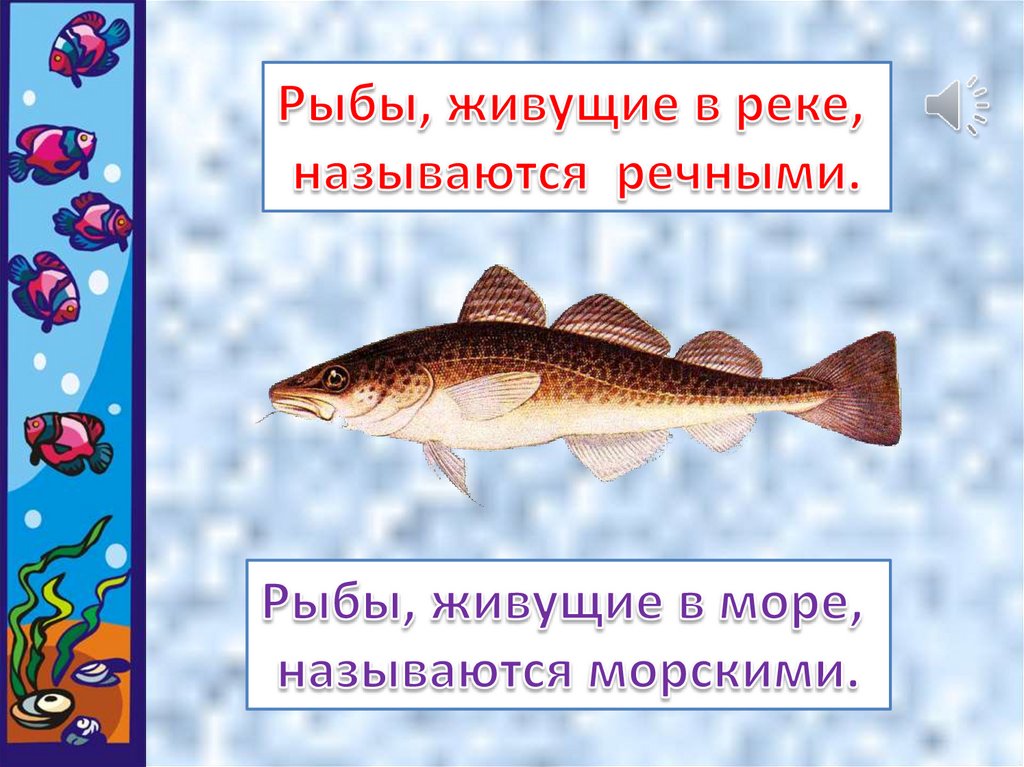 1 класс окружающий мир кто такие рыбы презентация 1 класс плешаков