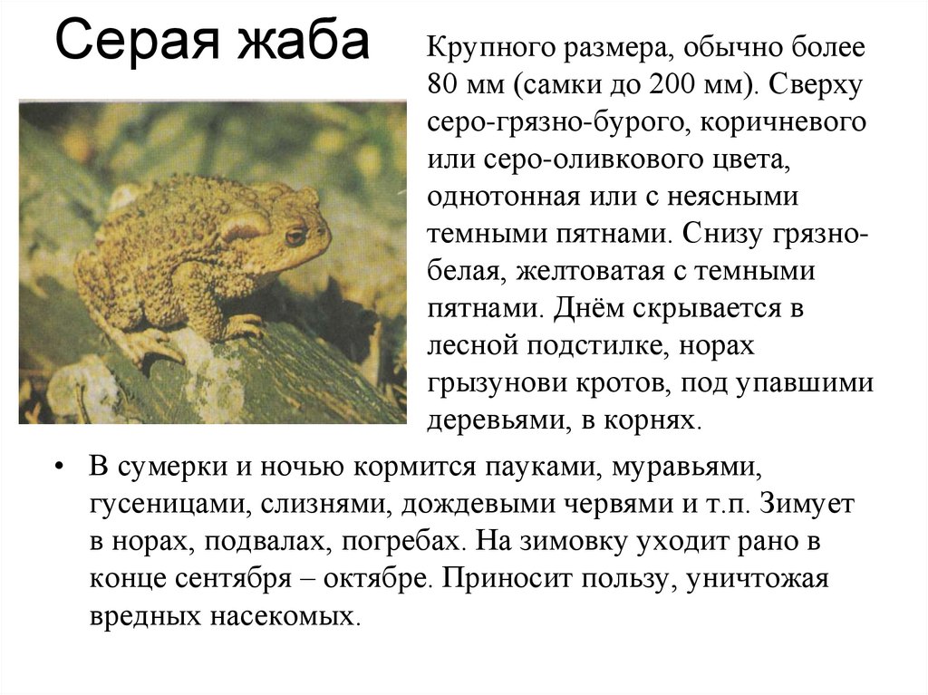 Развитие серой жабы. Серая жаба. Серая жаба презентация. Серая жаба описание. Серая жаба среда обитания.