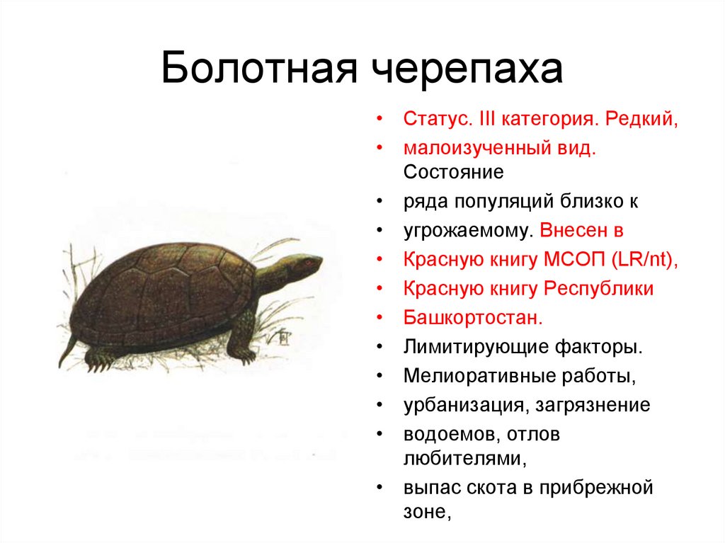 Какой тип развития характерен для черепахи. Болотная черепаха ареал обитания. Болотная черепаха Тип развития. Европейская Болотная черепаха красная книга. Орган Болотной черепахи.