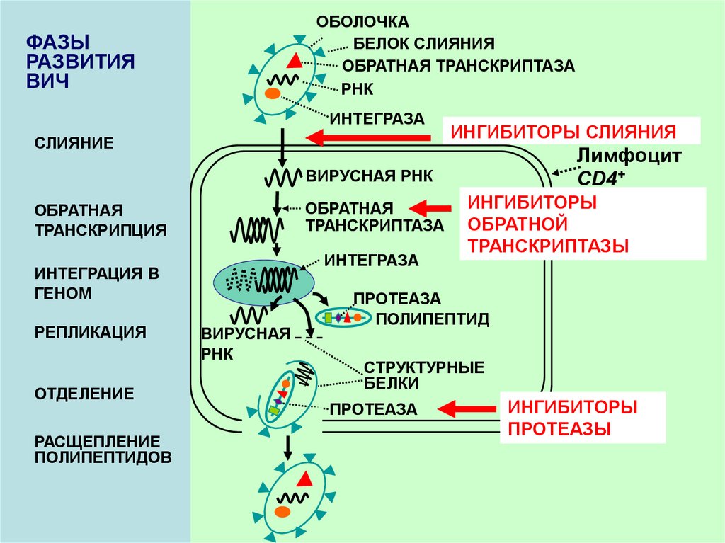 Фермент обратная транскриптаза. Ингибиторы обратной транскриптазы ВИЧ механизм. Обратная транскриптаза вируса ВИЧ. Обратная транскриптаза механизм действия. Обратная транскрипция ВИЧ.