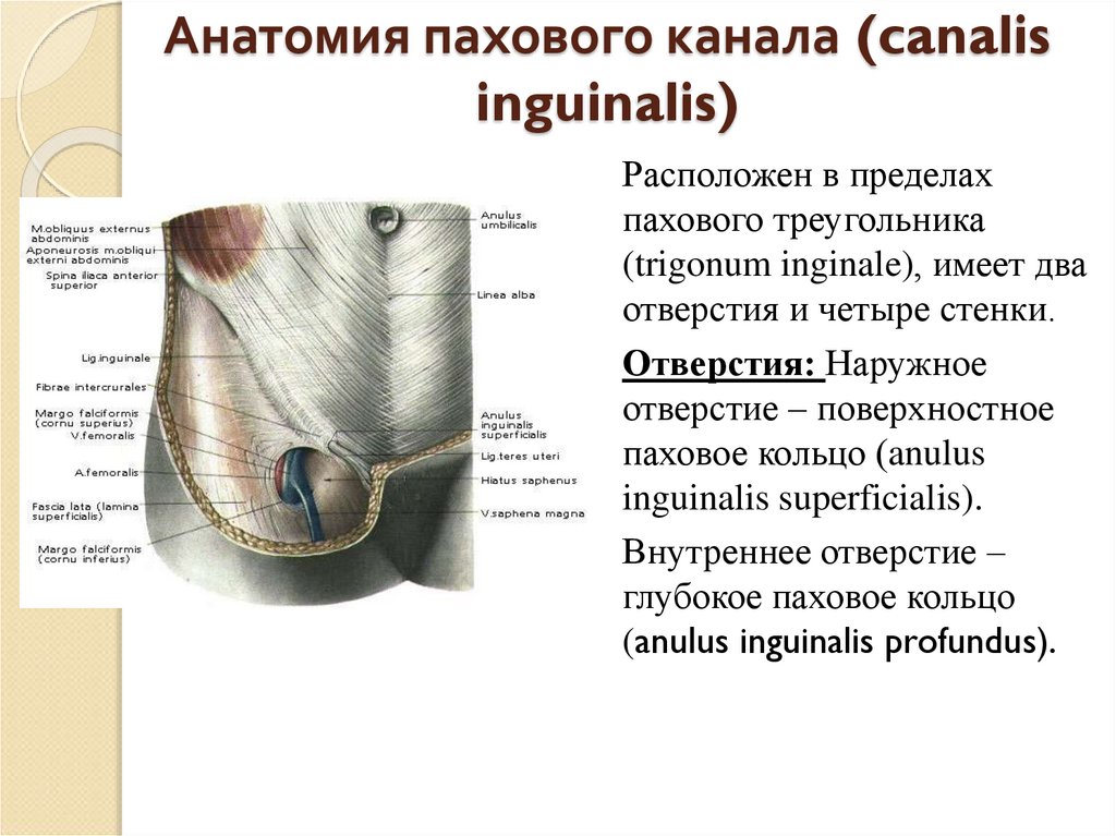 Пупочное кольцо анатомия